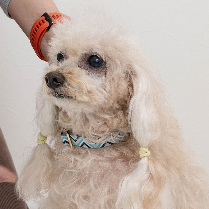 日本製 犬 首輪 リード セット カラフル おしゃれ