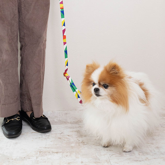 日本製 犬 首輪 リード セット カラフル おしゃれ